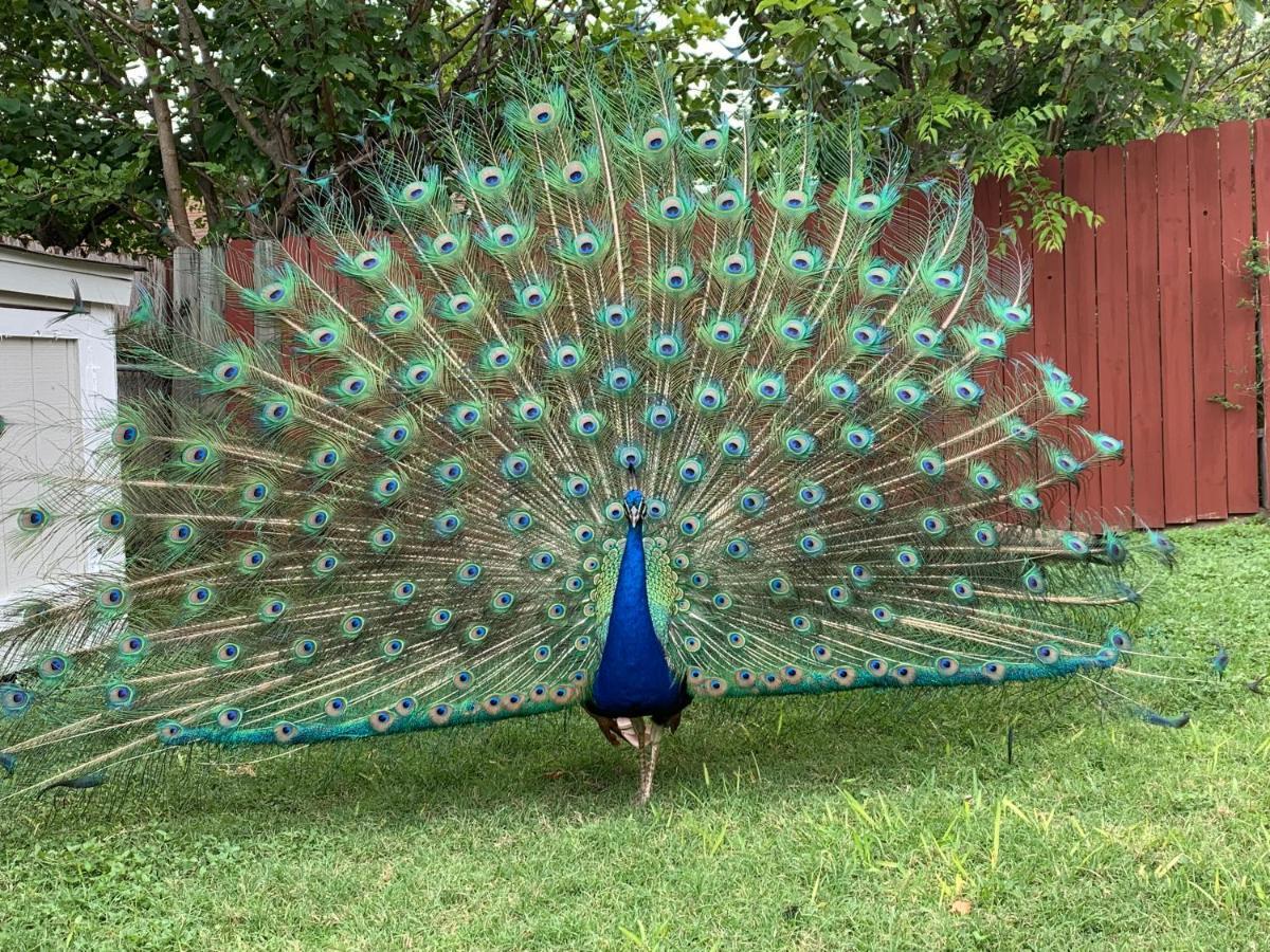 Vila The Peacock House San Antonio Exteriér fotografie